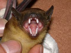 Greater Asiatic Yellow House Bat photo 2