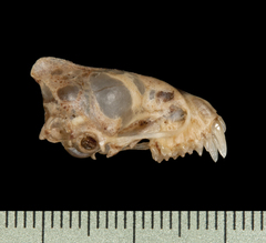 Greater Asiatic Yellow House Bat photo 3