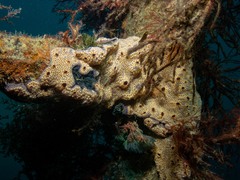 Botrylloides leachii