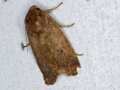 Proteuxoa porphyrescens