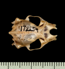 Greater Asiatic Yellow House Bat photo 4