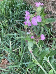 Silene dioica