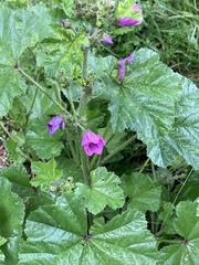 Malva sylvestris