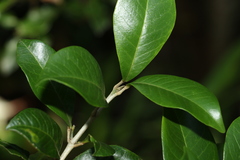 Acronychia pauciflora