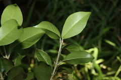 Acronychia pauciflora