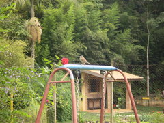 Zonotrichia capensis