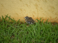 Zonotrichia capensis