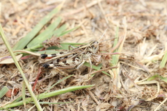 Dociostaurus maroccanus