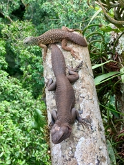 Uracentron flaviceps