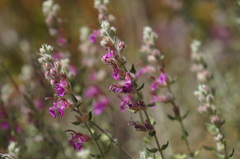 Teucrium marum