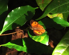 Heteropsis maeva