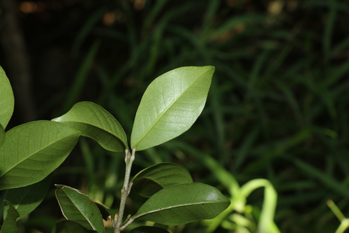 Image of soft acronychia by (c) Greg Tasney, some rights reserved (CC BY-SA)