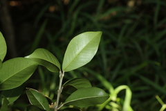 Acronychia pauciflora