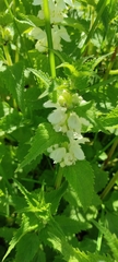 Lamium album
