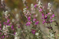 Teucrium marum