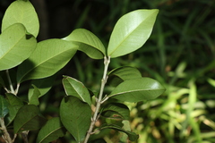 Acronychia pauciflora