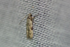 Taygete attributella