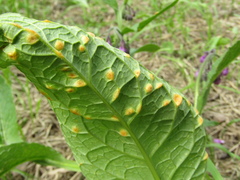 Puccinia symphyti-bromorum