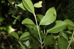 Acronychia pauciflora