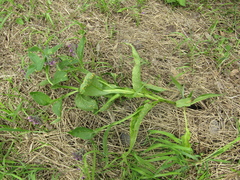 Puccinia symphyti-bromorum