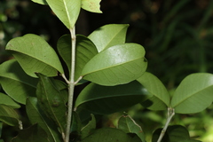 Acronychia pauciflora