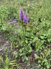 Dactylorhiza fuchsii