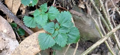 Nanocnide japonica
