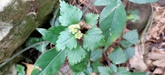 Nanocnide japonica