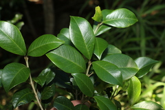 Acronychia pauciflora