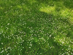 Bellis perennis