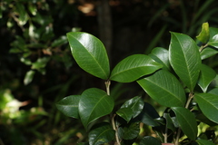Acronychia pauciflora