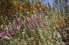Teucrium marum
