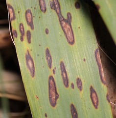 Coniothyrium concentricum