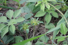 Ipomoea pes-tigridis