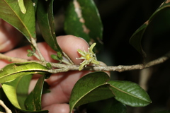 Acronychia pauciflora