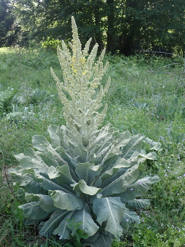 Broussa Mullein (Verbascum bombyciferum)