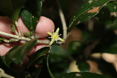 Acronychia pauciflora