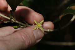 Acronychia pauciflora