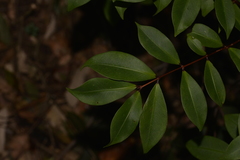 Pilidiostigma glabrum