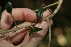 Acronychia pauciflora