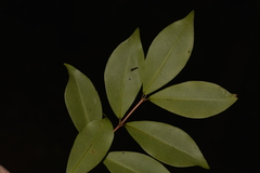 Pilidiostigma glabrum