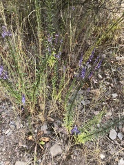 Anarrhinum bellidifolium