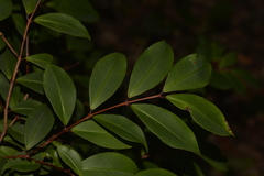 Pilidiostigma glabrum