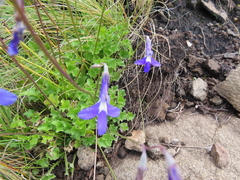 Lobelia preslii