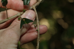 Acronychia pauciflora
