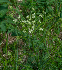 Aulacospermum anomalum