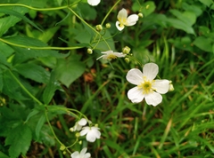Ranunculus platanifolius