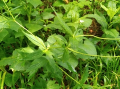 Ranunculus platanifolius