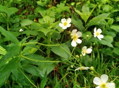 Ranunculus platanifolius