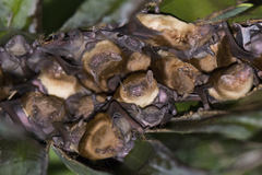 Lesser Asiatic Yellow House Bat photo 4